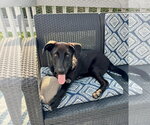 Small #4 Labrador Retriever Mix