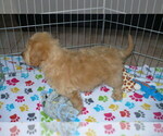 Small Photo #2 Goldendoodle (Miniature) Puppy For Sale in ORO VALLEY, AZ, USA
