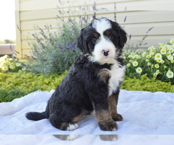 Medium Photo #16 Bernedoodle (Miniature) Puppy For Sale in PARADISE, PA, USA