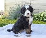 Small #15 Bernedoodle (Miniature)