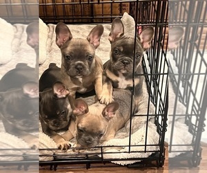 French Bulldog Litter for sale in PFAFFTOWN, NC, USA