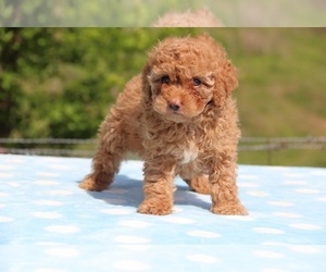Goldendoodle Puppy for sale in UNION CITY, TN, USA