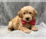Small Photo #2 Labradoodle Puppy For Sale in LAKELAND, FL, USA