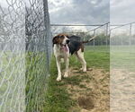 Small Treeing Walker Coonhound Mix