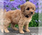 Small Photo #3 Goldendoodle-Poodle (Miniature) Mix Puppy For Sale in NEWPORT, PA, USA