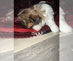 Small #2 Shih Tzu