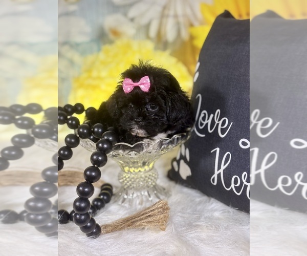 Medium Photo #2 Peke-A-Poo Puppy For Sale in RIPLEY, MS, USA