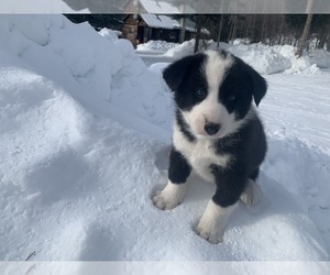 Karelian Bear Dog Puppy for sale in COLVILLE, WA, USA