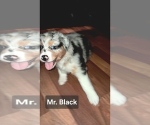 Australian Shepherd Puppy for sale in NEWTON, IA, USA