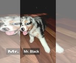 Small Australian Shepherd