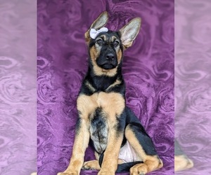 German Shepherd Dog Puppy for sale in COCHRANVILLE, PA, USA