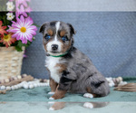 Puppy Baxter Miniature Australian Shepherd