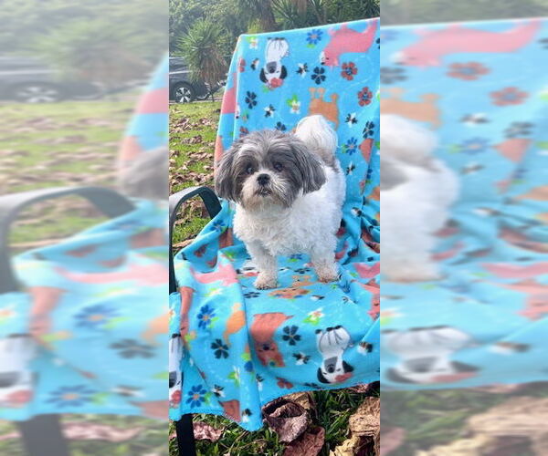 Medium Photo #13 Shih Tzu Puppy For Sale in Weston, FL, USA