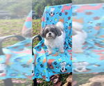 Small #12 Shih Tzu