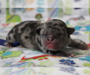 Pug Puppy for sale in Abilene, KS, USA