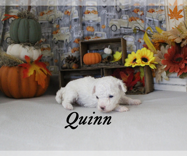 Medium Photo #10 Poodle (Toy) Puppy For Sale in CHANUTE, KS, USA