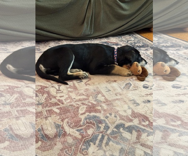 Medium Photo #4 Huskies -Unknown Mix Puppy For Sale in Oro Medonte, Ontario, Canada