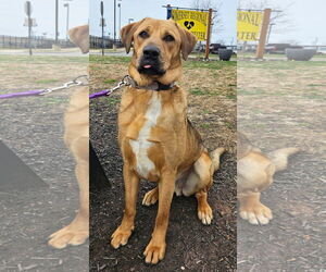 Catahoula Leopard Dog-Coonhound Mix Dogs for adoption in Bridgewater, NJ, USA