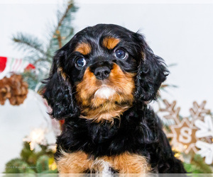 Medium Cavalier King Charles Spaniel
