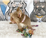 Small #2 French Bulldog