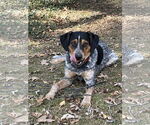 Small #1 Mutt