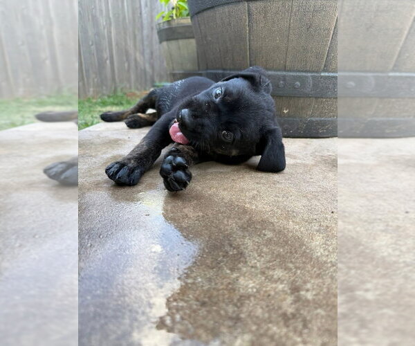 Medium Photo #8 Labrador Retriever-Unknown Mix Puppy For Sale in OKLAHOMA CITY, OK, USA