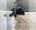 Small #7 Labrador Retriever Mix