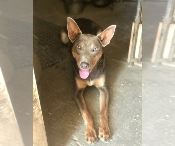 Medium Photo #1 Australian Kelpie Puppy For Sale in CAMAS, WA, USA