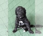 Small #3 Bordoodle-Poodle (Standard) Mix
