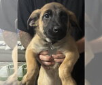 Small Mutt