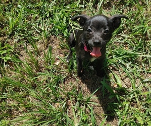 Chihuahua Puppy for sale in PAISLEY, FL, USA