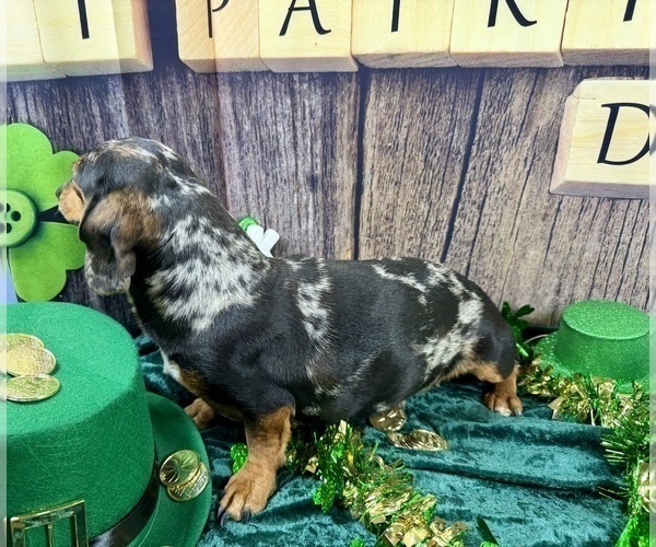 Medium Photo #9 Dachshund Puppy For Sale in CASSVILLE, MO, USA