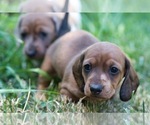 Small #1 Dachshund