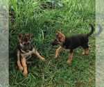 Small Photo #2 German Shepherd Dog Puppy For Sale in SCOTTS HILL, TN, USA