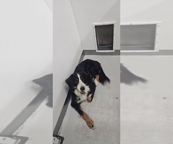 Medium Photo #1 Bernese Mountain Dog Puppy For Sale in Studio City, CA, USA