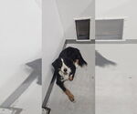 Small Bernese Mountain Dog