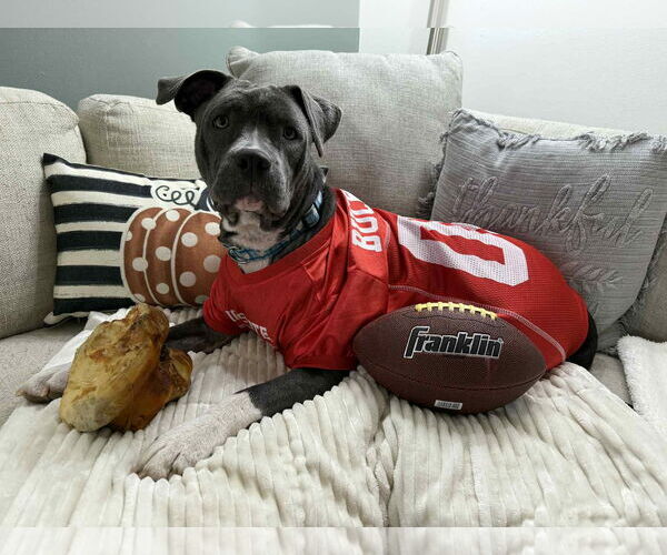 Medium Photo #10 Staffordshire Bull Terrier-Unknown Mix Puppy For Sale in Germantown, OH, USA