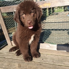 Newfoundland Puppy for sale in HOUSTON, TX, USA