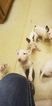 Small Photo #72 Bull Terrier Puppy For Sale in JACKSON, MI, USA