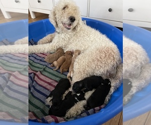 Mother of the Golden Mountain Dog-Goldendoodle Mix puppies born on 03/23/2022