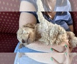 Puppy Indi Goldendoodle