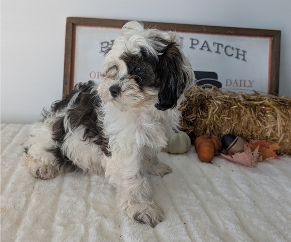 Medium Photo #32 ShihPoo Puppy For Sale in GOSHEN, IN, USA