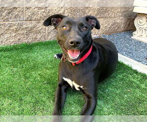 Labrador Retriever-Unknown Mix Dogs for adoption in Moreno Valley, CA, USA