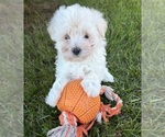 Small #1 Maltese