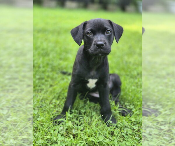 Medium Photo #1 Labrador Retriever-Unknown Mix Puppy For Sale in Springdale, PA, USA