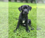 Small Labrador Retriever Mix