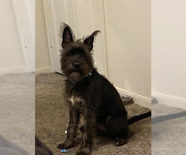 Medium Photo #1 Chihuahua-Miniature Schnauzer Mix Puppy For Sale in San Antonio, TX, USA