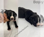 Small Photo #8 American Bully Puppy For Sale in MEMPHIS, TN, USA