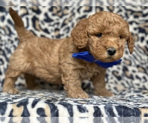Goldendoodle (Miniature) Puppy for sale in LANCASTER, PA, USA