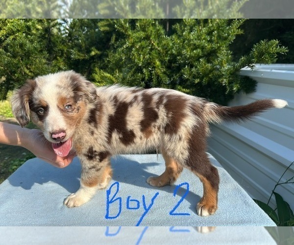 Medium Photo #4 Australian Shepherd Puppy For Sale in HYDEN, KY, USA